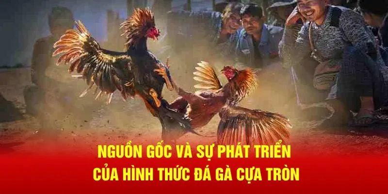 Đá Gà Cựa Tròn: Thể Loại Đặc Sắc Trong Trường Gà Hello88 2 Sơ lược về hình thức cược đá gà cựa tròn
