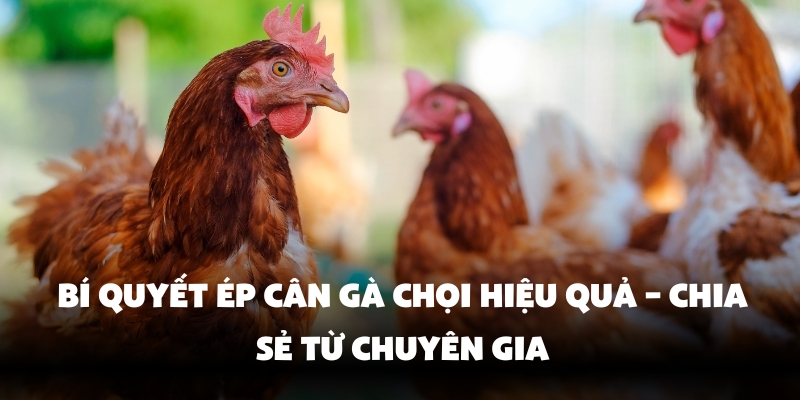 Cách Ép Cân Gà Chọi Hello88 – Bí Quyết Giữ Vững Phong Độ Chiến Kê 2 Tiêu chí ép cân gà chọi
