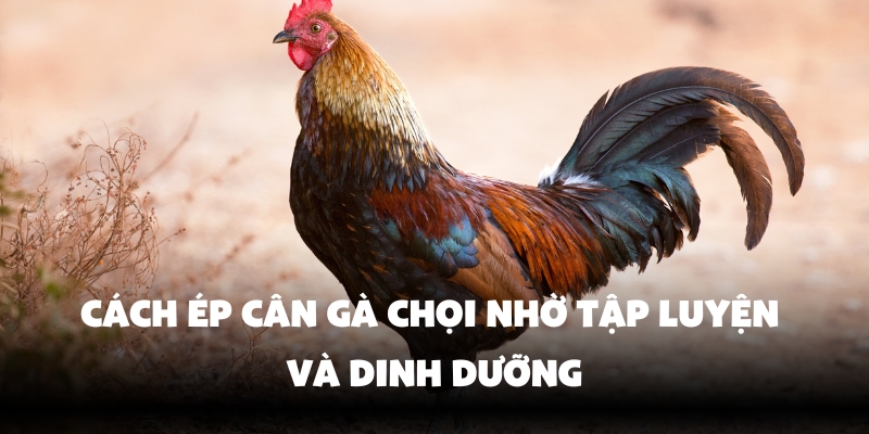 Cách Ép Cân Gà Chọi Hello88 – Bí Quyết Giữ Vững Phong Độ Chiến Kê 3 Điều chỉnh chế độ ăn uống cho gà chọi