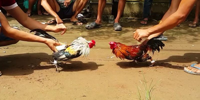 Đá Gà Mỹ Hello88 – Giải Đáp Thắc Mắc Dành Cho Người Mới 4 Giải đáp những thắc mắc dành cho người mới khi chơi đá gà mỹ