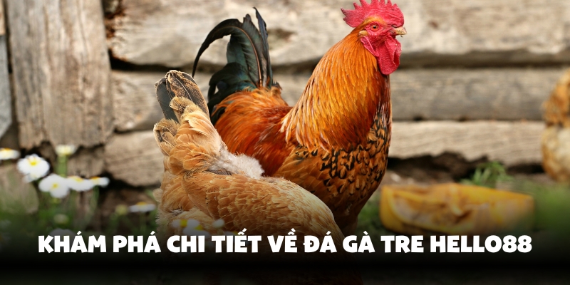 Đá Gà Tre Hello88 - Thăng Hoa Cảm Xúc Với Màn So Kịch Tính 2 Tìm hiểu chi tiết về đá gà tre