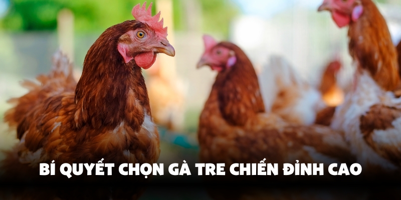 Đá Gà Tre Hello88 - Thăng Hoa Cảm Xúc Với Màn So Kịch Tính 3 Lựa chọn chiến kê xuất sắc