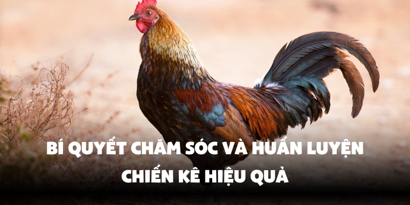 Đá Gà Tre Hello88 - Thăng Hoa Cảm Xúc Với Màn So Kịch Tính 4 Chế độ chăm sóc và huấn luyện khoa học
