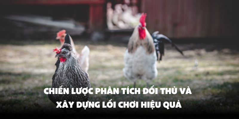 Đá Gà Tre Hello88 - Thăng Hoa Cảm Xúc Với Màn So Kịch Tính 5 Quan sát và đánh giá đối thủ