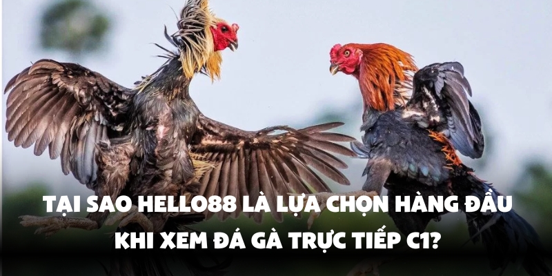 Đá Gà Trực Tiếp C1 - Xem Đá Gà Đỉnh Cao Tại Hello88 2 Đá gà C1 hình thức giải trí hấp dẫn