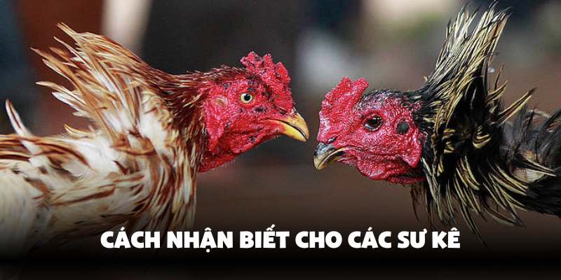 Vảy Gà Quý Là Gì? Cách Nhận Biết Nhanh Chóng Cùng Hello88 2 Tìm hiểu cách nhận biết vảy gà quý