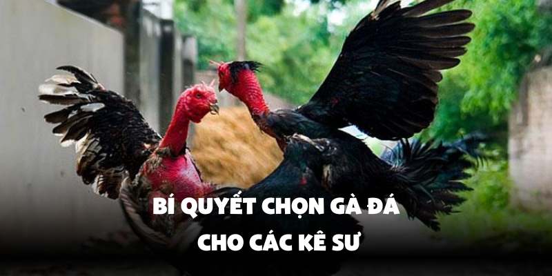 Vảy Gà Quý Là Gì? Cách Nhận Biết Nhanh Chóng Cùng Hello88 3 Cách chọn gà đá cho các kê sư