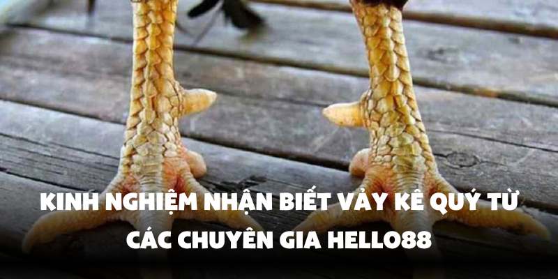Vảy Gà Quý Là Gì? Cách Nhận Biết Nhanh Chóng Cùng Hello88 4 Kinh nghiệm từ chuyên gia Hello88